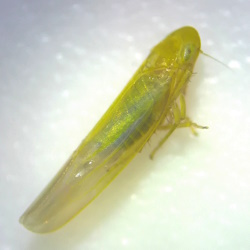 Forcipata citrinella